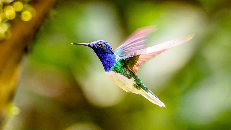 a colorful hummingbird in flight
