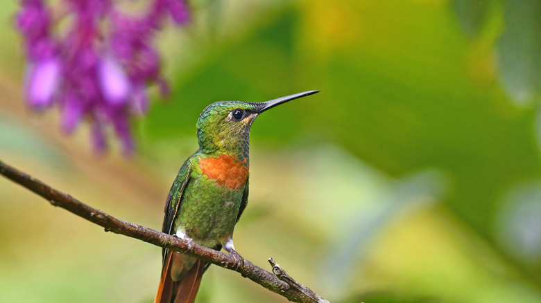 a green hummingbird perched on a branch
