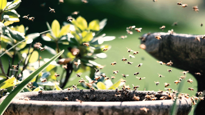 A swarm of bees over a birdbath