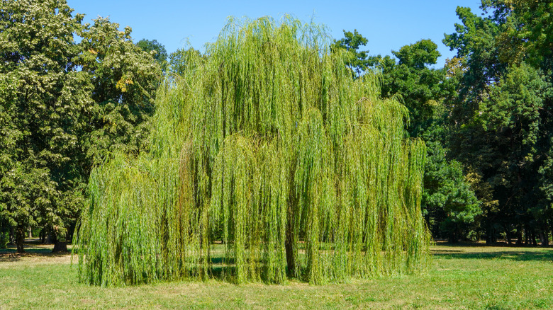 Handsome weeping willow tree in the yard