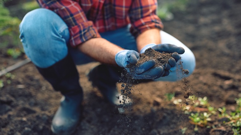 Gardener bending down in garden, holding a handful of soil