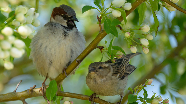 Two sparrows sit on a branch together