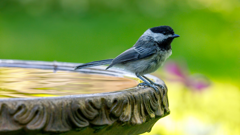 Chickadee in a bird bath.