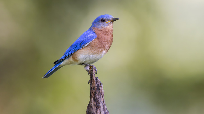 A bluebird perched on wood