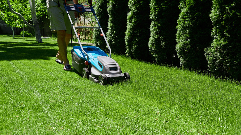 man mowing a lawn by a row of trees