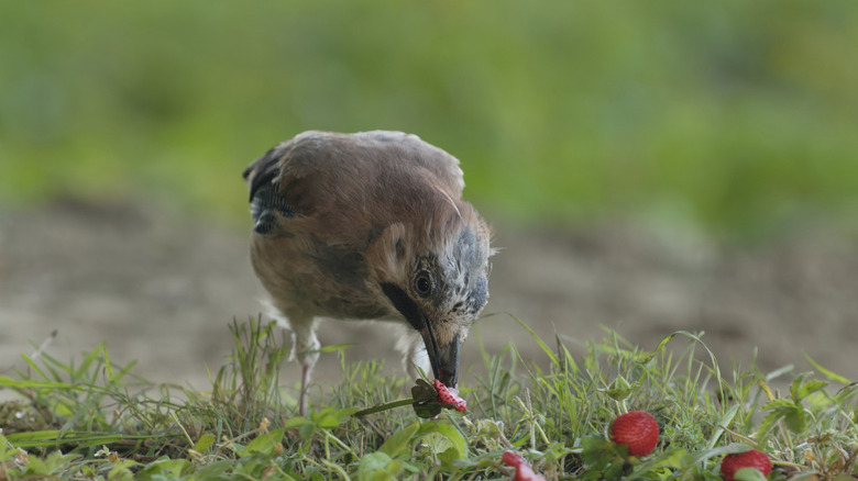 A cute bird eating strawberry plants