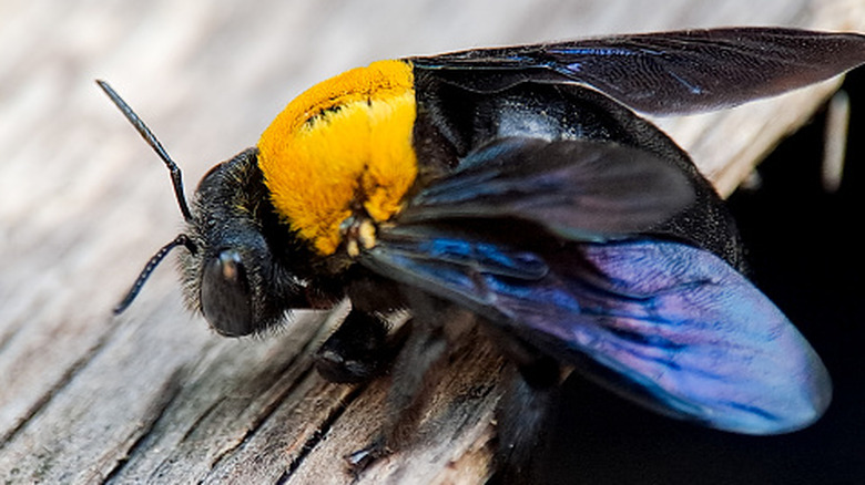 Carpenter bee on a piece of wood