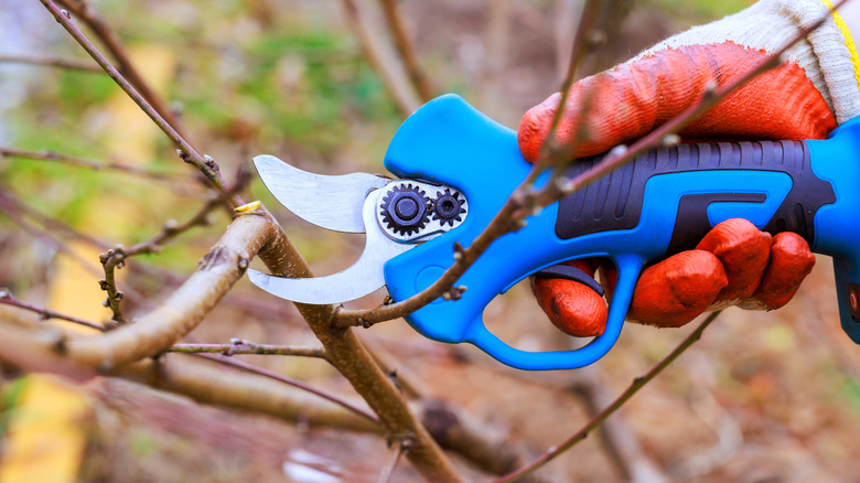 A gloved hand pruning a branch