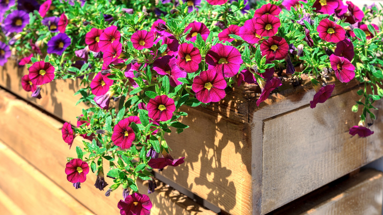 Close-up of petunias spilling out of planter box