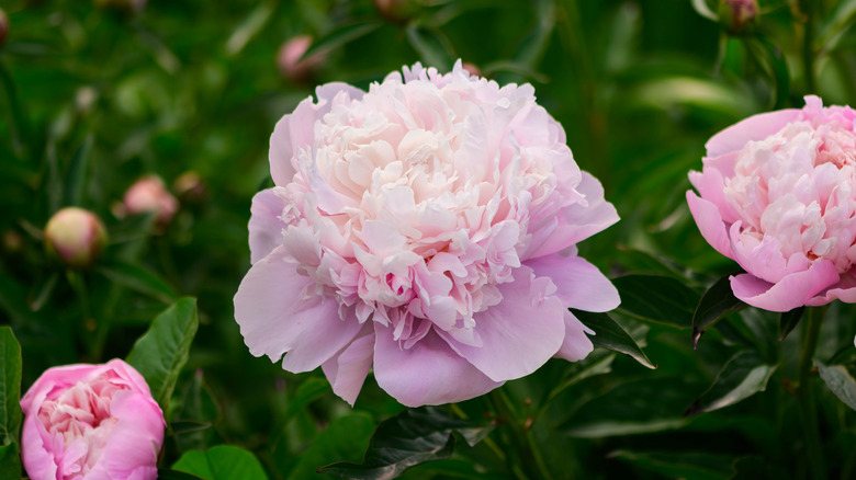 pink peony flowers in full bloom