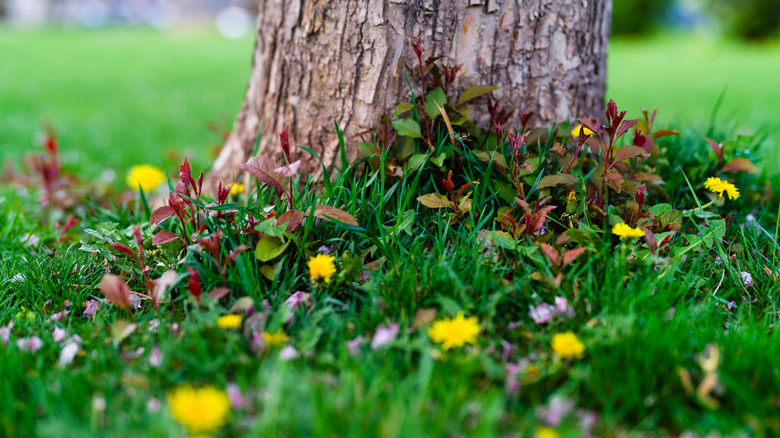 Weeds growing around tree trunk