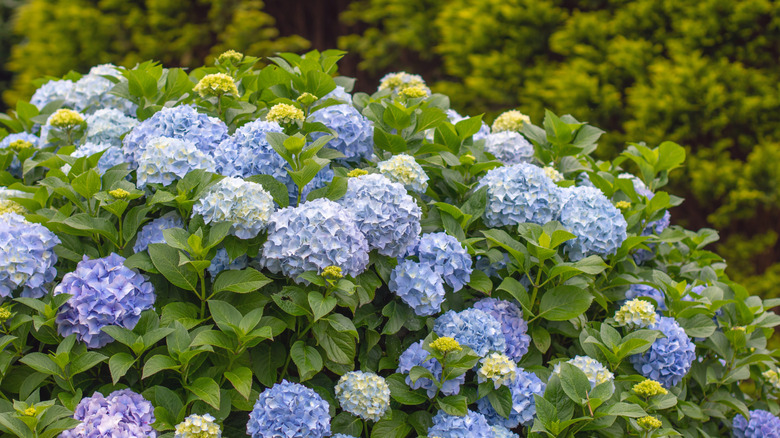 Blue macrophylla hydrangeas in bloom