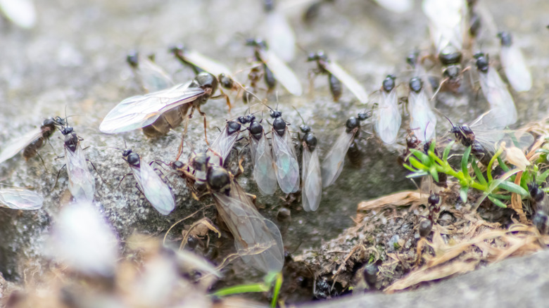 close-up of flying ants