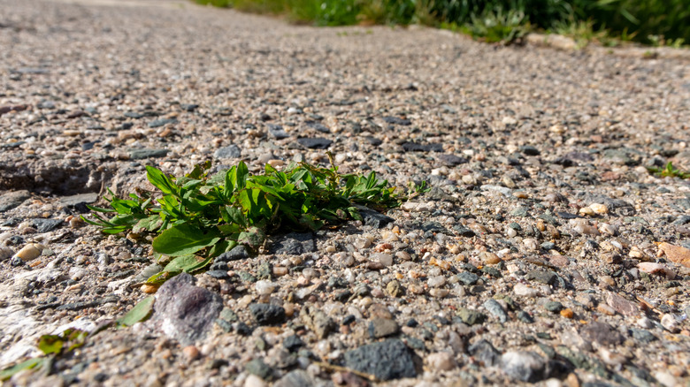a low angle shot of weeds growing through gravel
