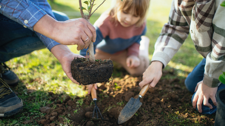 A family plants a tree sapling together
