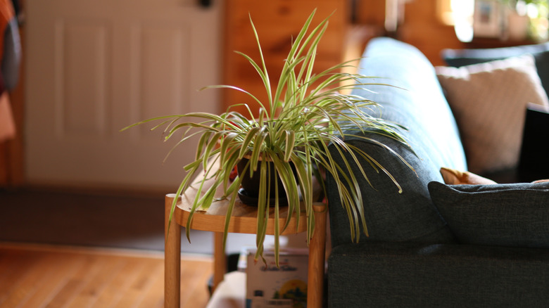 A spider plant on a table behind a couch