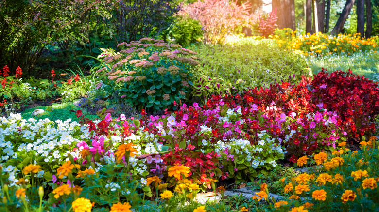 a colorful flower bed