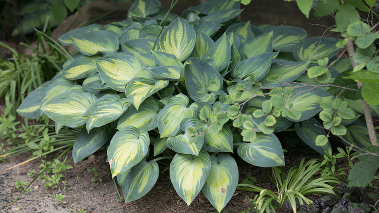 Green variegated Hosta plant growing in a shade garden