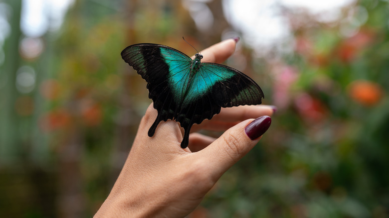 A butterfly rests on a hand with painted nails