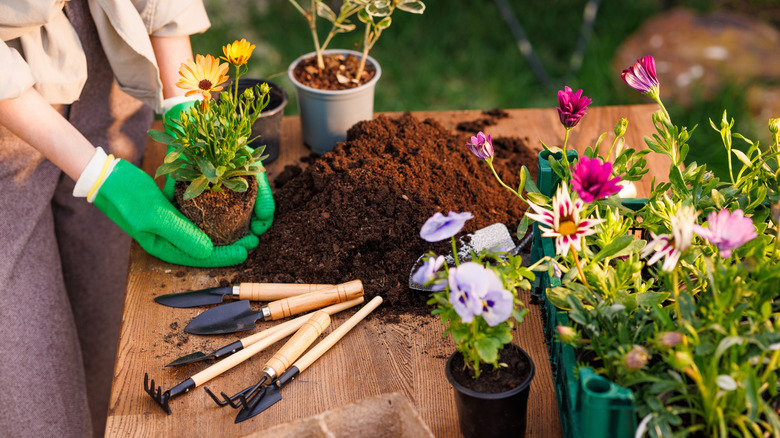 A person with a tray of assorted flowers and a pile of dirt
