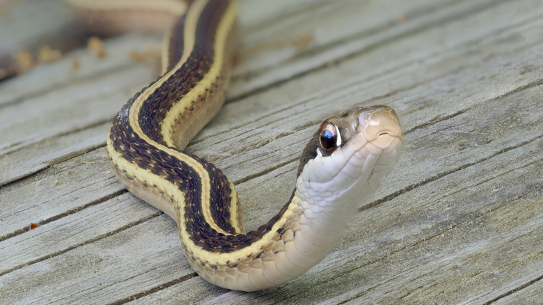 Snake on a wooden deck