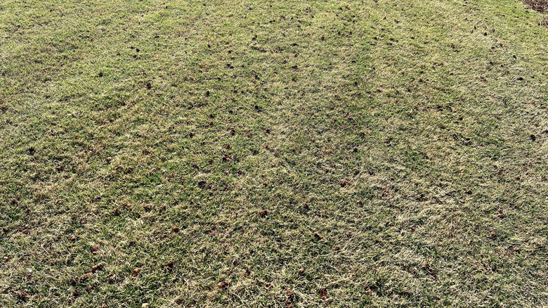 Aerated lawn detail with soil plugs