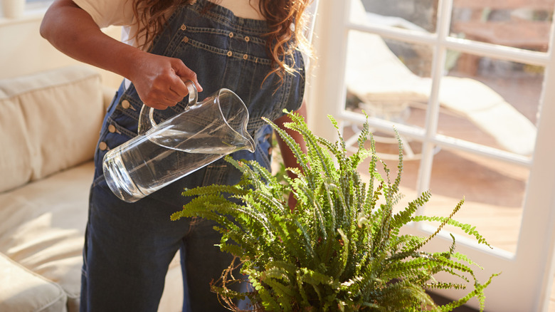 Woman watering a houseplant with a water jug