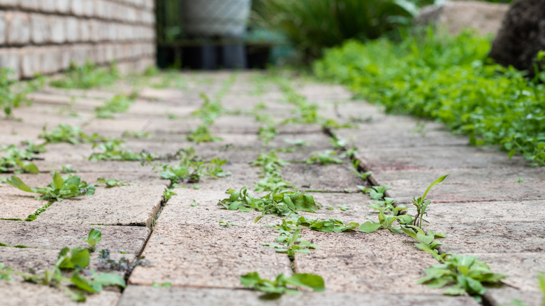 Weeds growing between pavers