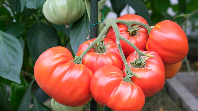 A bunch of bright red tomatoes growing on the vine.