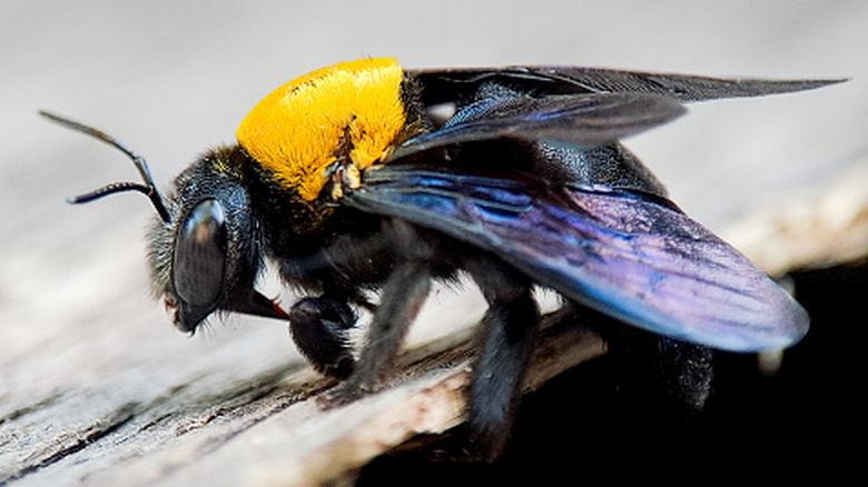 A carpenter bee, close up, on a wood deck