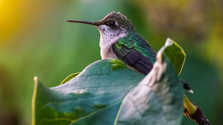 Hummingbird sitting on a leaf