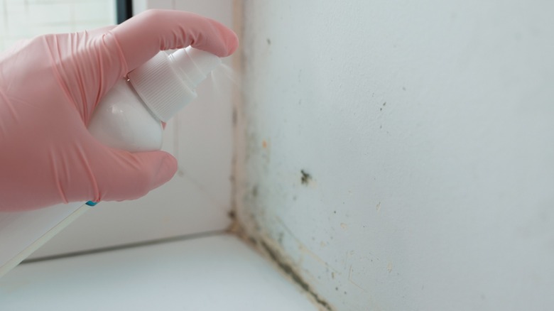 Person spraying mold growing in a corner
