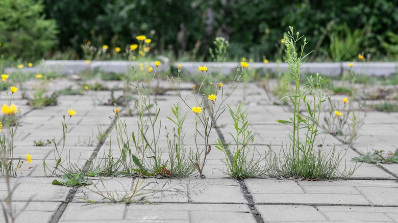 Weeds growing between patio pavers