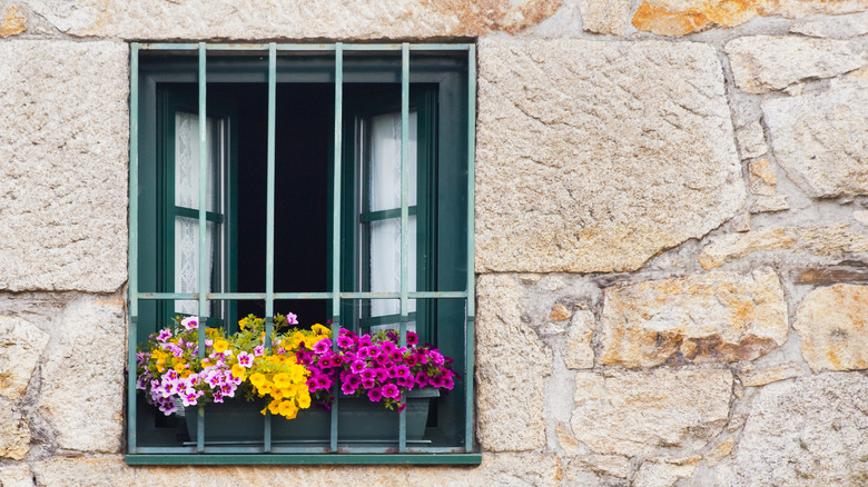 Window with security bars and petunias on the window sill