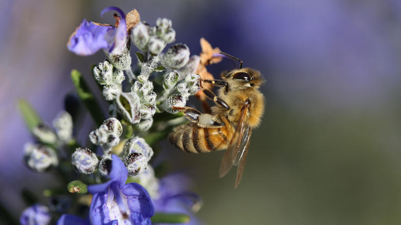 A bee on a rosemary flower