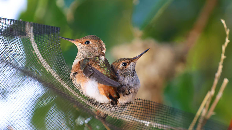 Two cute baby hummingbirds sitting on netting