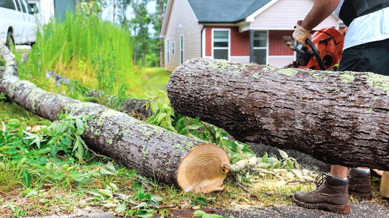 Person cutting a downed tree in a backyard with a chainsaw