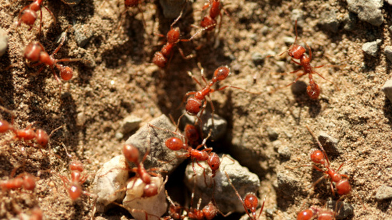 Multiple fire ants in a nest