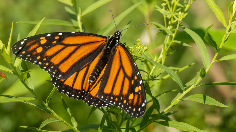 Monarch butterfly resting on green vegetation