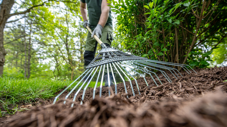 Landscaper evening fresh mulch with a rake