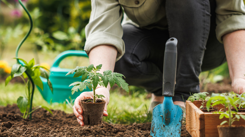 A gardener planting a small tomato plant in the ground.