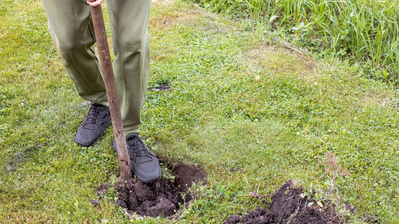 Person digging a hole in lawn for planting a tree