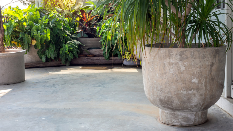 Large planter with a tree