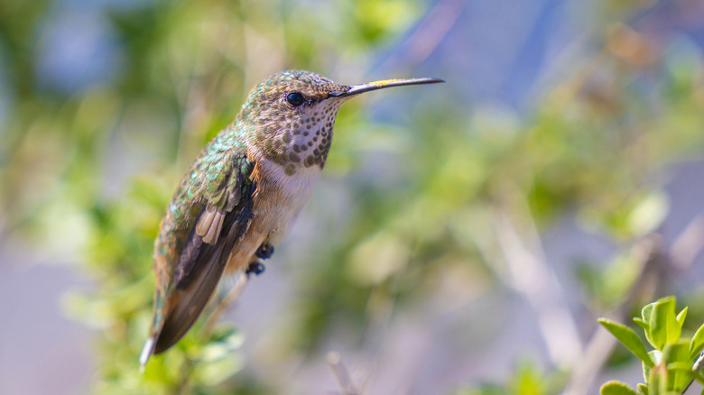 Hummingbird resting on a branch