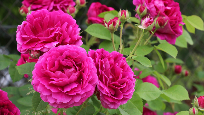 A cluster of pink rose blooms fill the frame, with smaller buds ready to flower in the background.