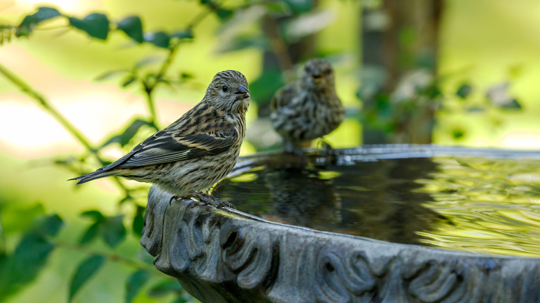 Two cute birds by a birdbath on a sunny day