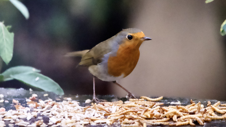 Bird eating seed
