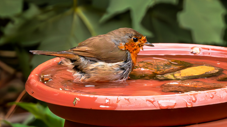 Bird in birdbath