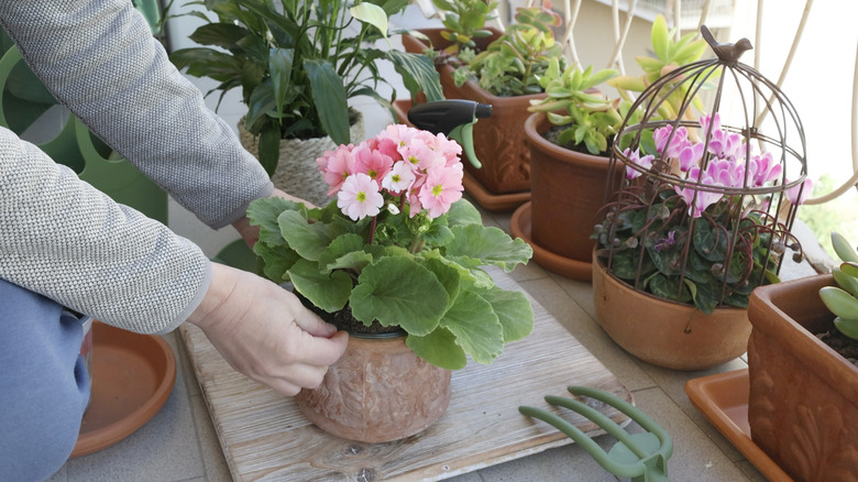 Person caring for a potted flower