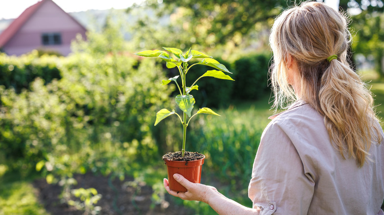 A woman holds a pepper plants in a pot in her vegetable garden